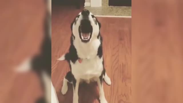 Husky has a lot to say, I hope the owner can understand
