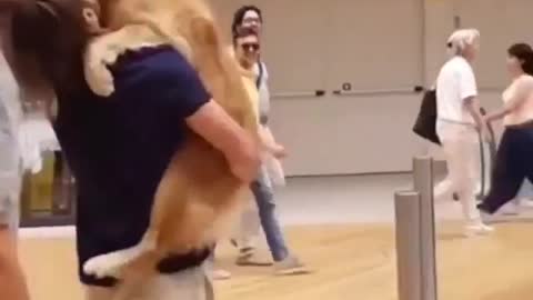 Dog lover , dogs funny and best videos