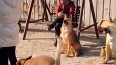 funny_dogs_video