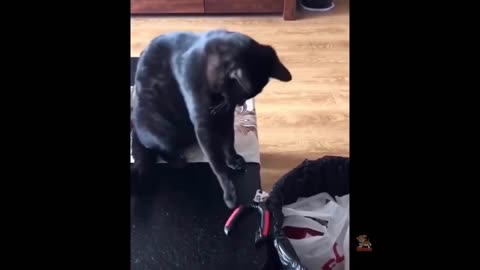 Funniest Animals - Best Of The 2021 Funny Animal Videos #65