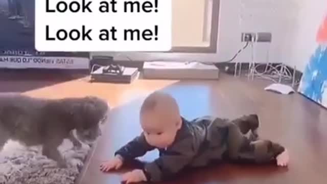 Funny cats and baby vedio together