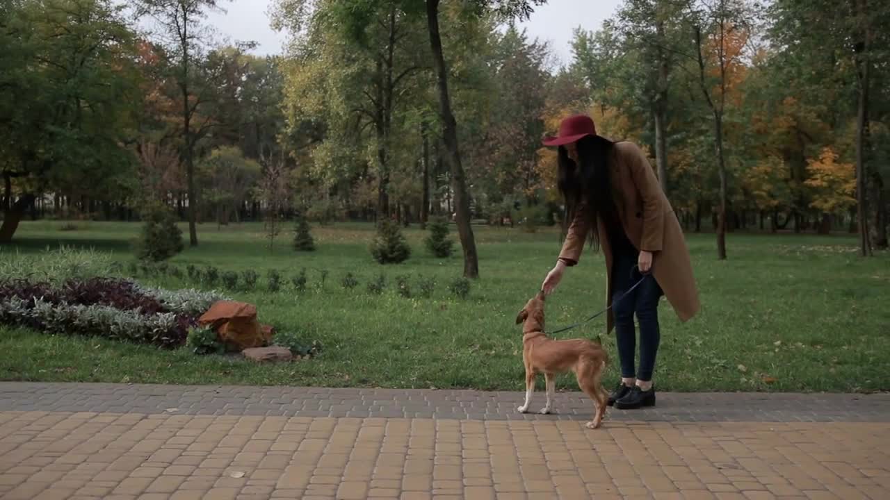 Smiling young woman stroking dog in autumn park