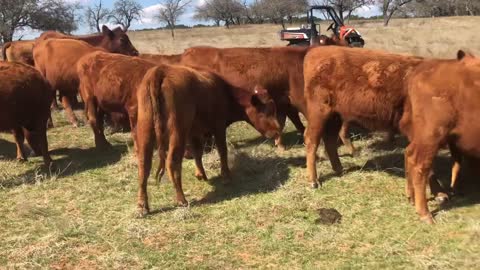 26- First Calve Red Angus pair.