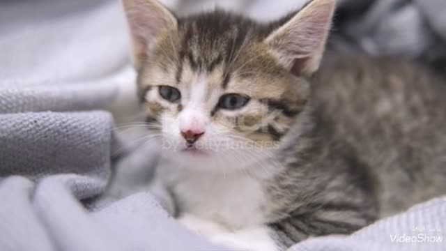 A cat sleeping while it standing up