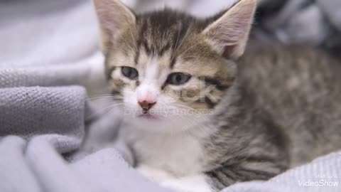 A cat sleeping while it standing up