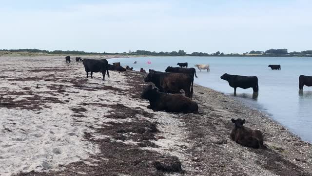 Bovines on the Beach