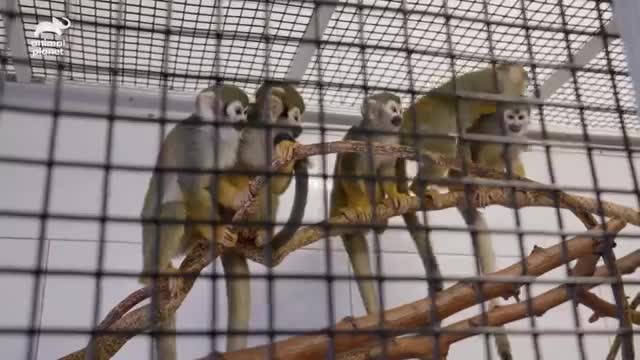 Male Squirrel Monkey Gets Introduced to the Females for the First Time | The Zoo