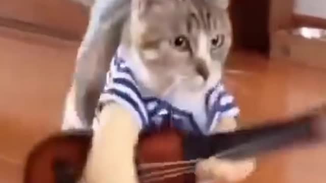 Funny Cat in Halloween Costume - Try Not to Laugh!