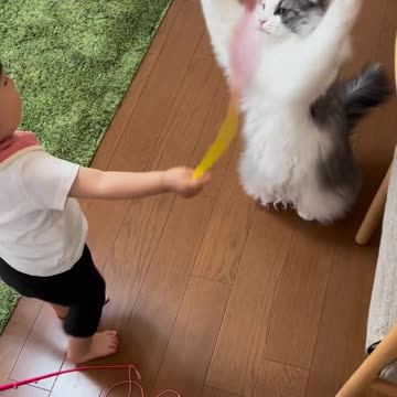 The cat is playing. 🤣🤣🤣🤣🤣