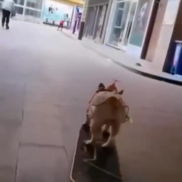 does your dog know how to skating 😂 🐕