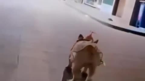 does your dog know how to skating 😂 🐕