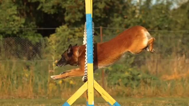 Dogs jump