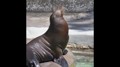 seal enjoys the music