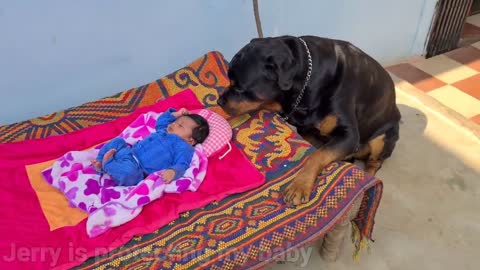 My dog is protecting my new born baby. Dog guard