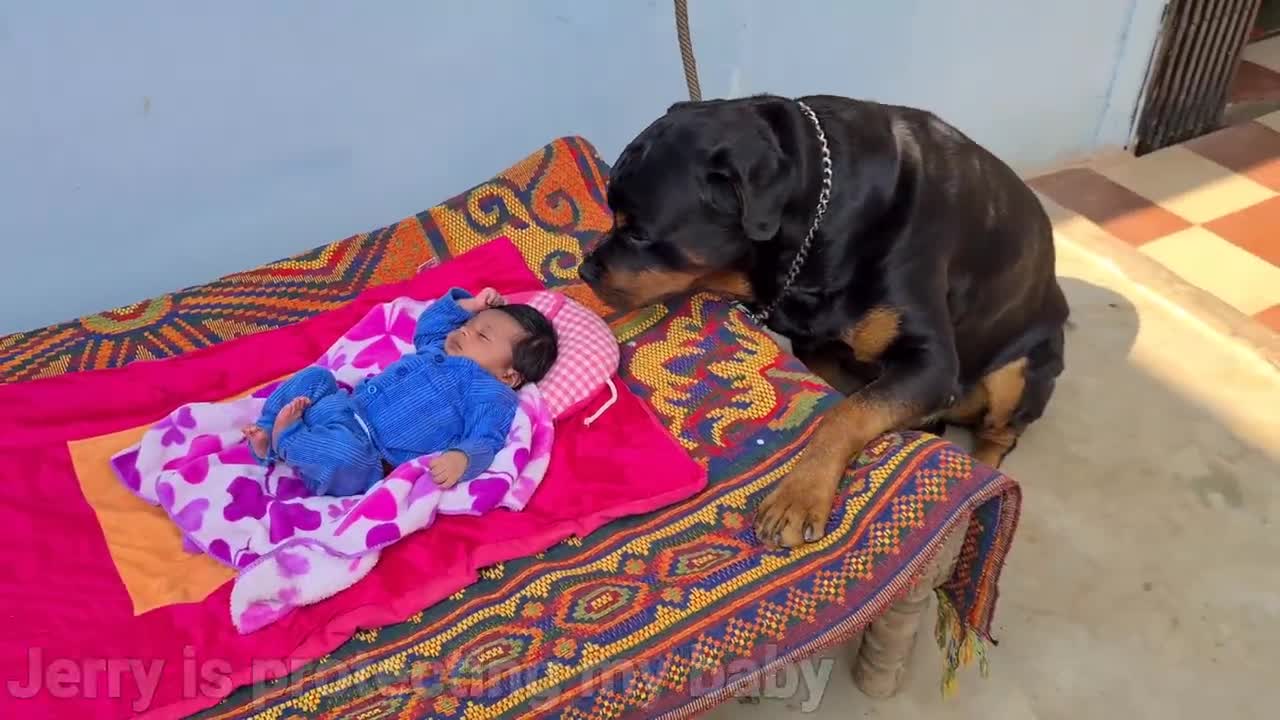 My dog is protecting my new born baby. Dog guard