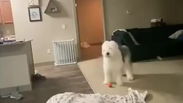 Dogs want to talk،funny comedies 2020