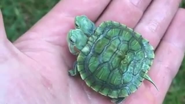 adorable turtle with two heads