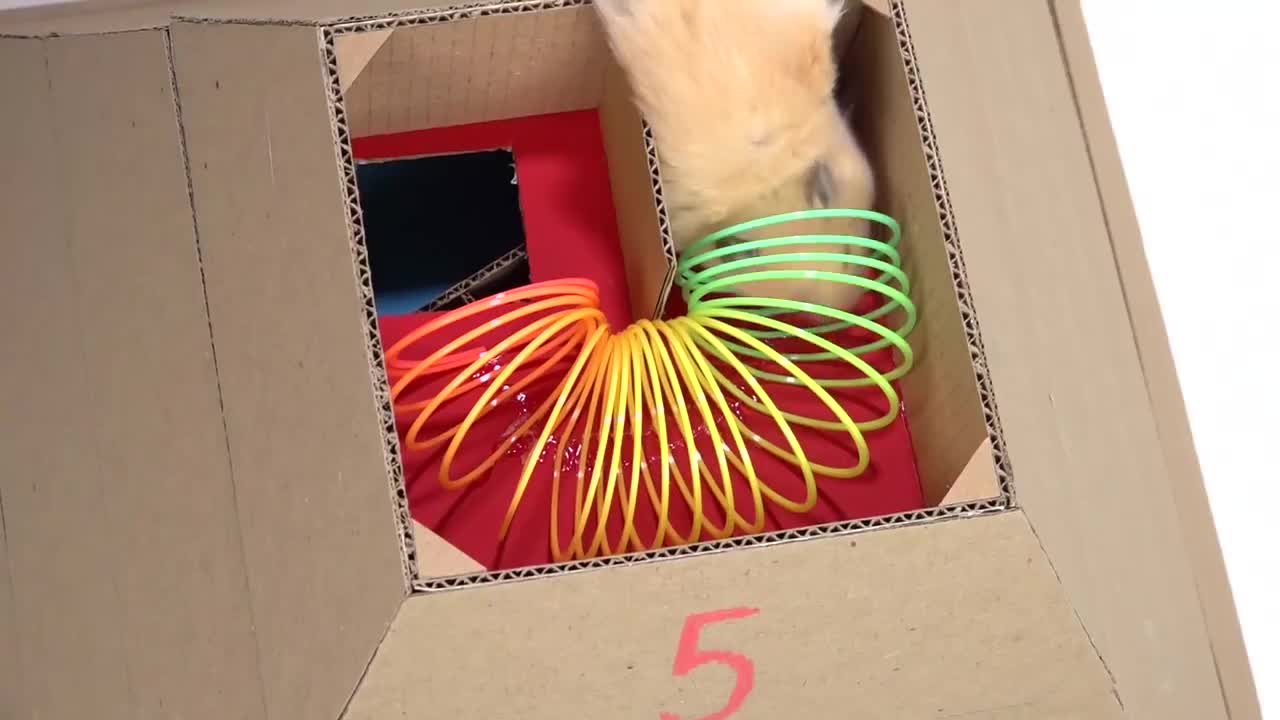 My Funny Pet Hamster in 6-Level Pyramid Maze