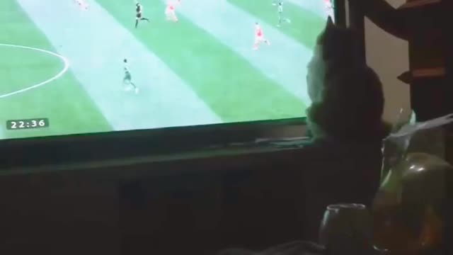 cat seen world cup