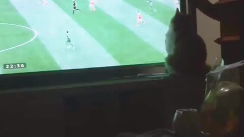 cat seen world cup