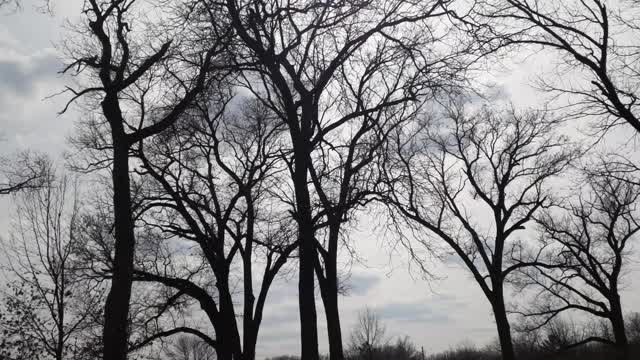 Beautiful bird sounds majestic oak trees and loud mufflers!