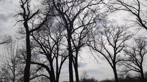 Beautiful bird sounds majestic oak trees and loud mufflers!