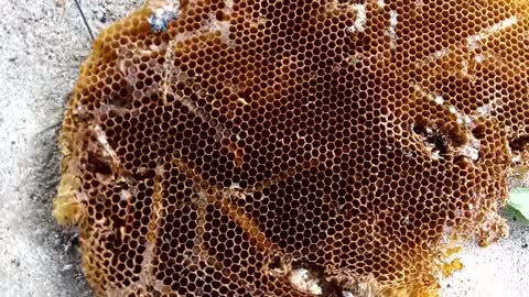 FALLEN HONEYCOMB