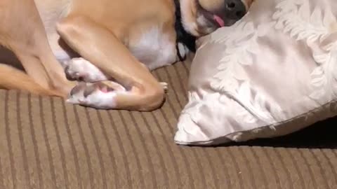Brown dog on couch sleep with eyes open