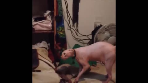 The cat makes strange noises 😂🤣