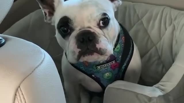 This Dog won't stop arguing with his Mom!