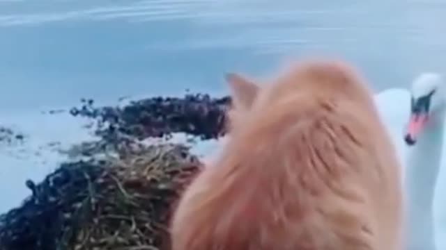 A goose wants to eat a cat