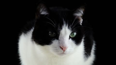 Attractive black cat