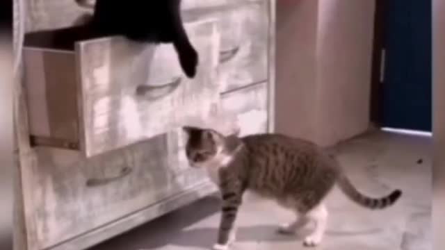 Time for Funniest Cats🐱 Funny cats Videos complication