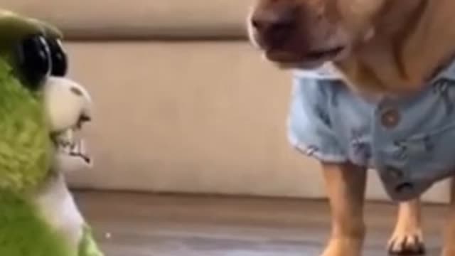 Try not to laugh Super funny dog video