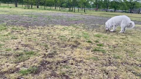German Shepherd Attacks Pitbull -Submissiveness [OFF LEASH DOG PARK]