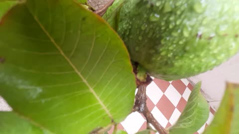 Fruit fruits #abhinav edit