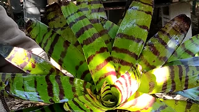 Advanced Bromeliads 8