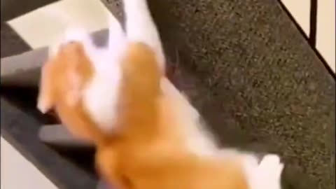 Funny cat video #Short #puppy #firstshortvideo