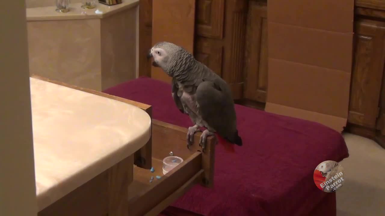 Hungry talking parrot plans a dinner buffet