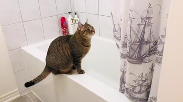 Video of a Cat in the Bathroom · Free Stock Video