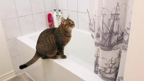 Video of a Cat in the Bathroom · Free Stock Video