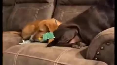 e thinking about getting a second dog but aren't sure. Just look at this