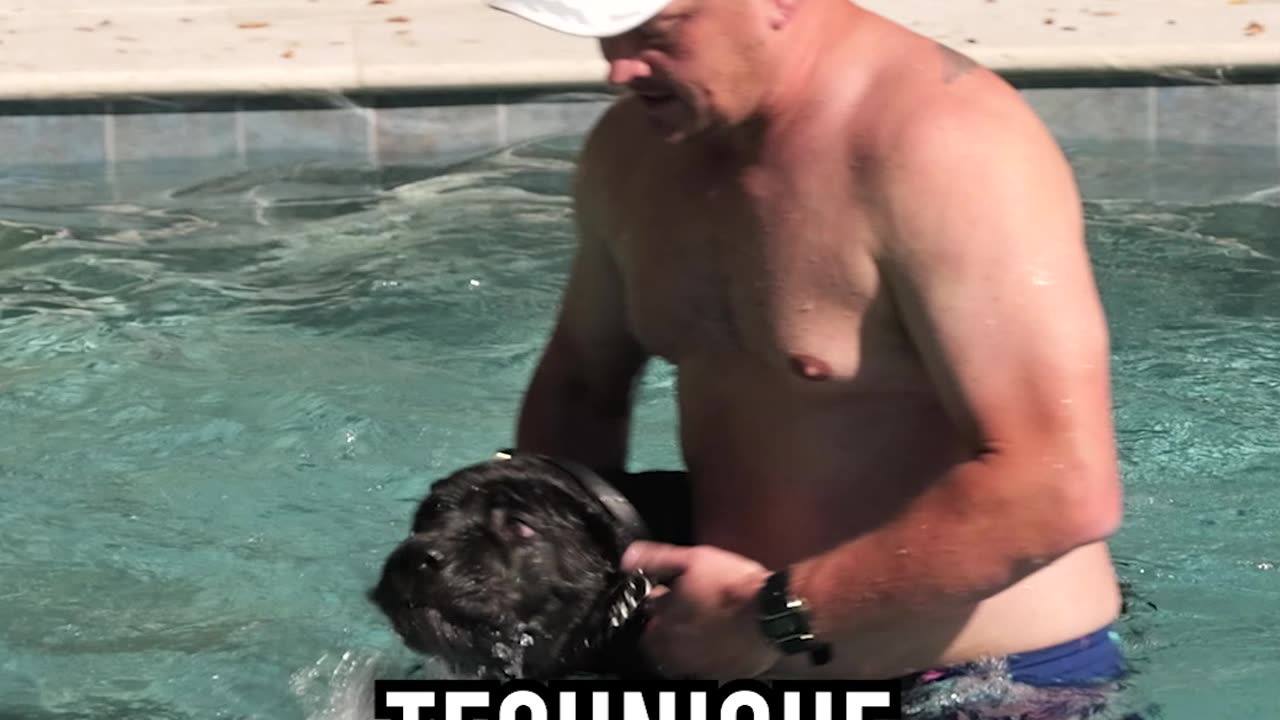 How to Teach Your Puppy to Swim