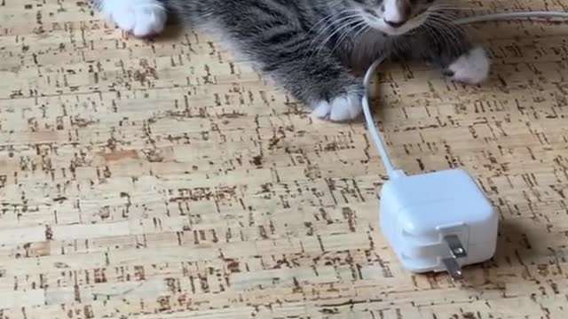 Charger and Cat