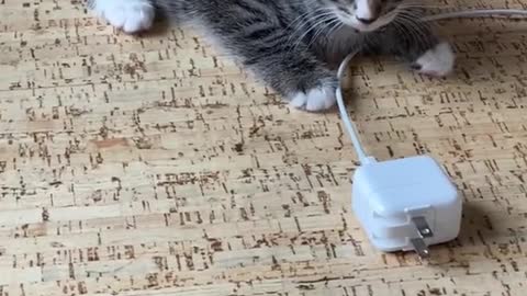 Charger and Cat