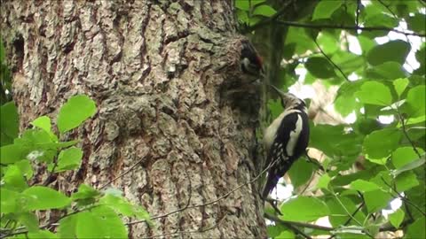 Watch an adorable video of a female woodpecker feeding her chick