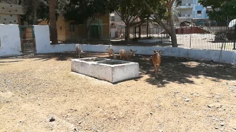 African Deer Family Morning Walk