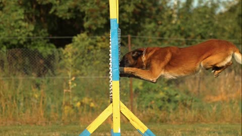 Dog training video