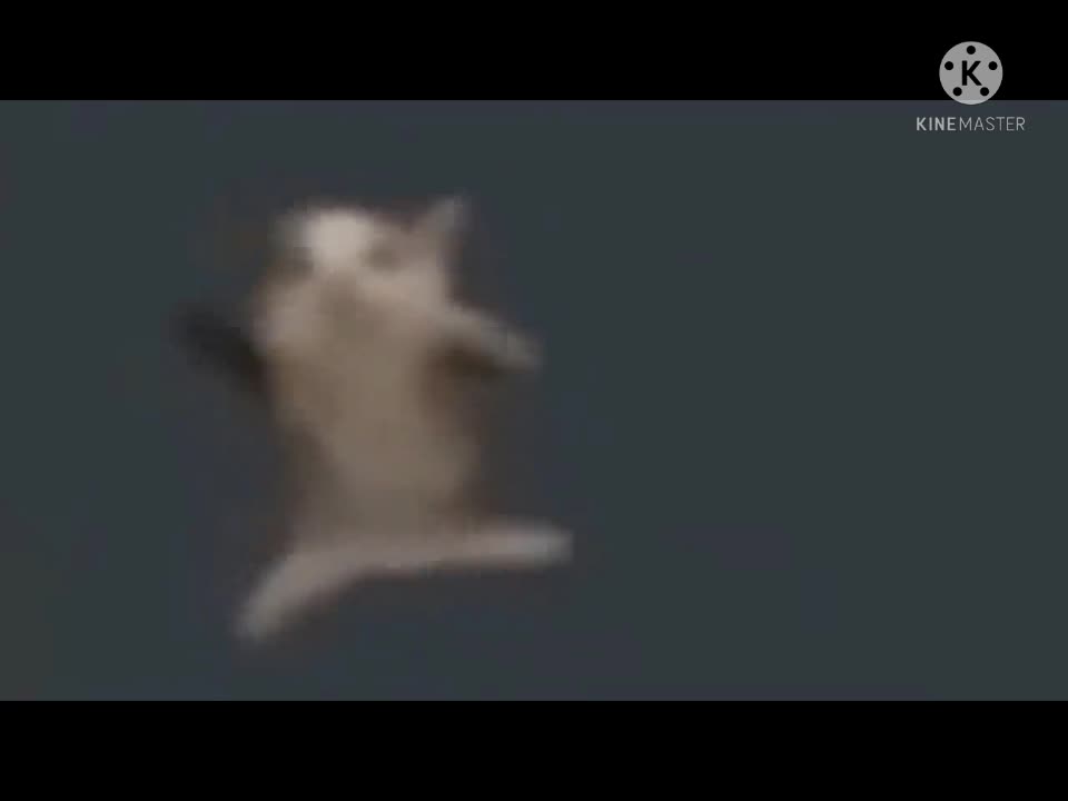 Cat dancing to funny music