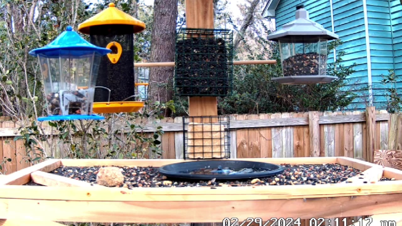 Relaxing Live Bird CAm